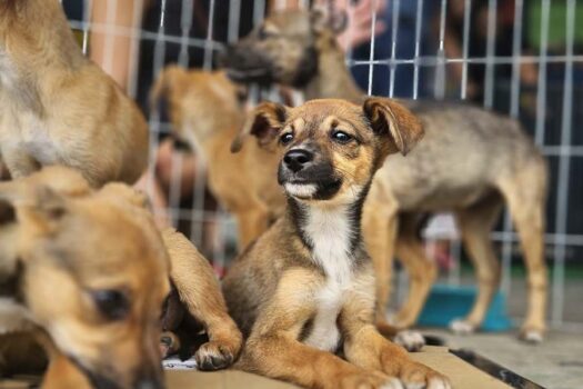 Ribeirão Pires Promove Feira de Adoção de Cães e Gatos Neste Sábado (25)